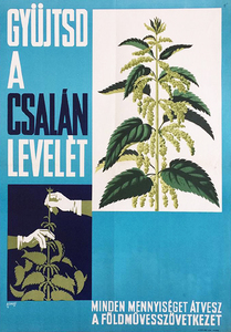 Collect nettle leaves