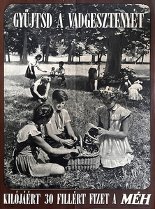 Collect horse chestnuts